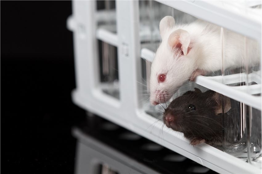 Mice and Rat