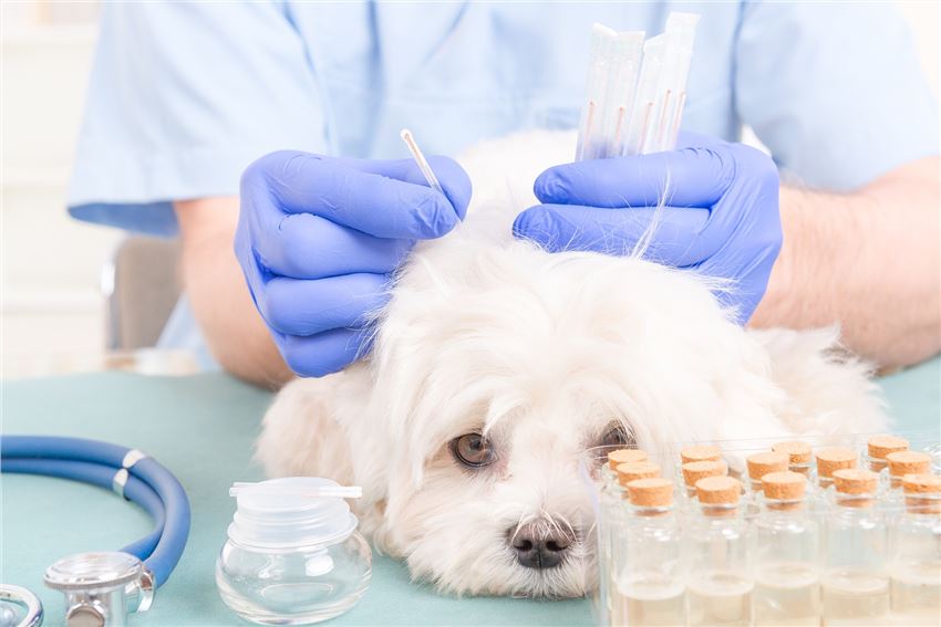 Veterinary Drug Clinical Research Solutions