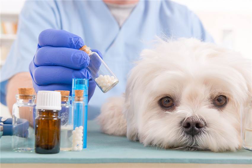 Veterinary Drug Safety Evaluation Solutions