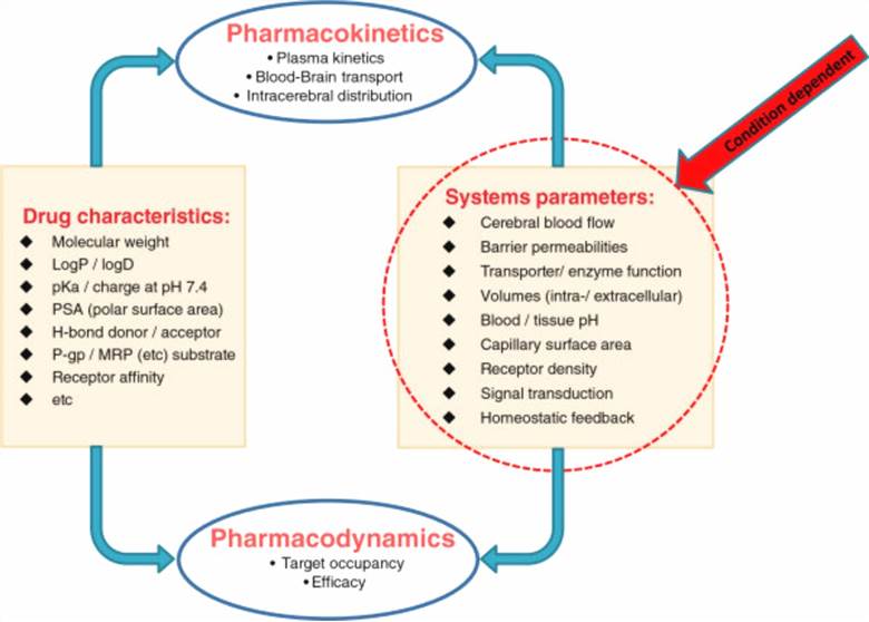 Factors affecting the pharmacokinetics and pharmacodynamics of a drug.